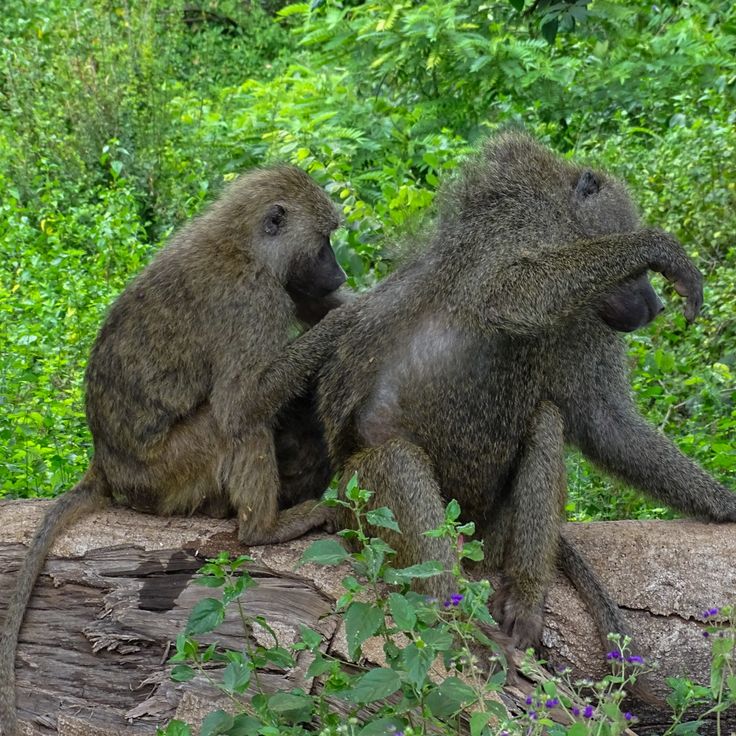 True Africa Escape Team